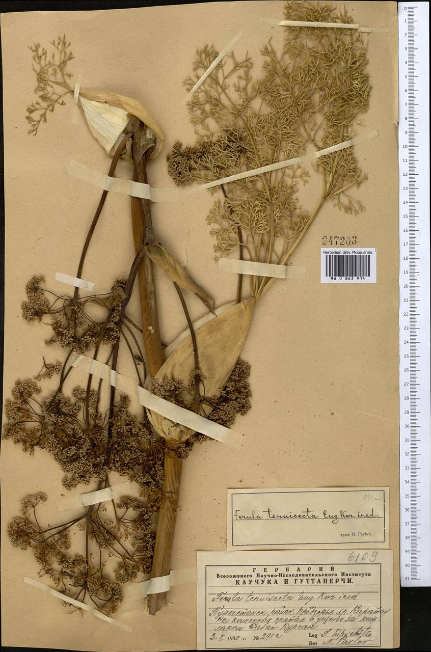 Ferula tenuisecta Korovin ex Pavlov, Middle Asia, Western Tian Shan & Karatau (M3) (Kazakhstan)