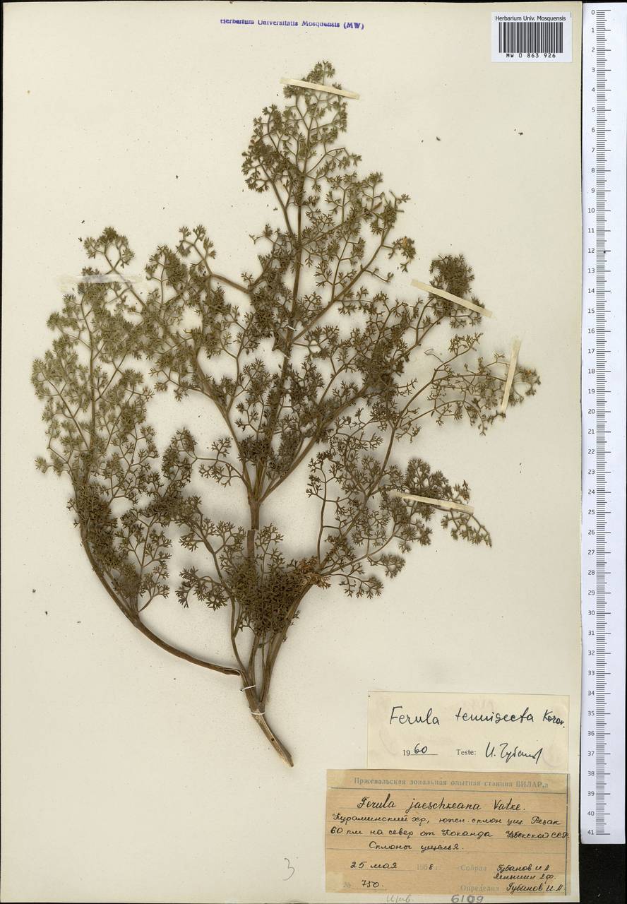 Ferula tenuisecta Korovin ex Pavlov, Middle Asia, Western Tian Shan & Karatau (M3) (Uzbekistan)