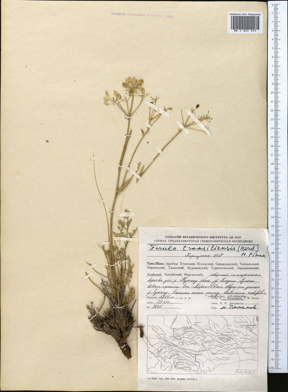 Ferula transiliensis (Herder) Pimenov, Middle Asia, Pamir & Pamiro-Alai (M2) (Kyrgyzstan)