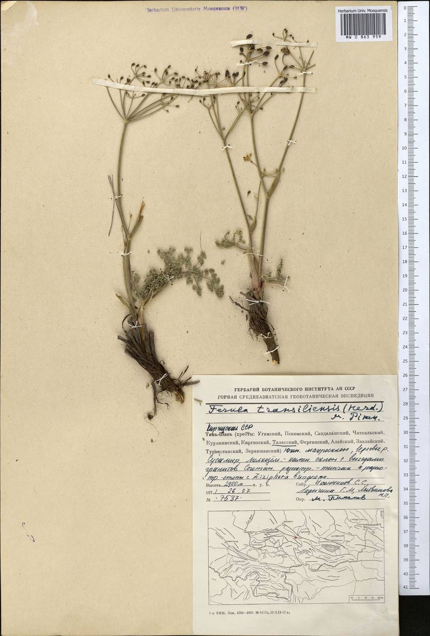 Ferula transiliensis (Herder) Pimenov, Middle Asia, Western Tian Shan & Karatau (M3) (Kyrgyzstan)