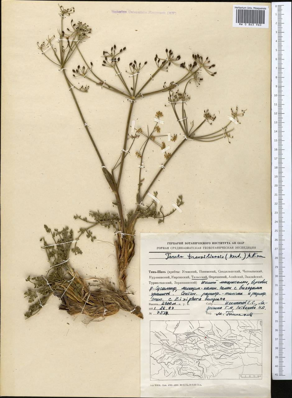 Ferula transiliensis (Herder) Pimenov, Middle Asia, Western Tian Shan & Karatau (M3) (Kyrgyzstan)