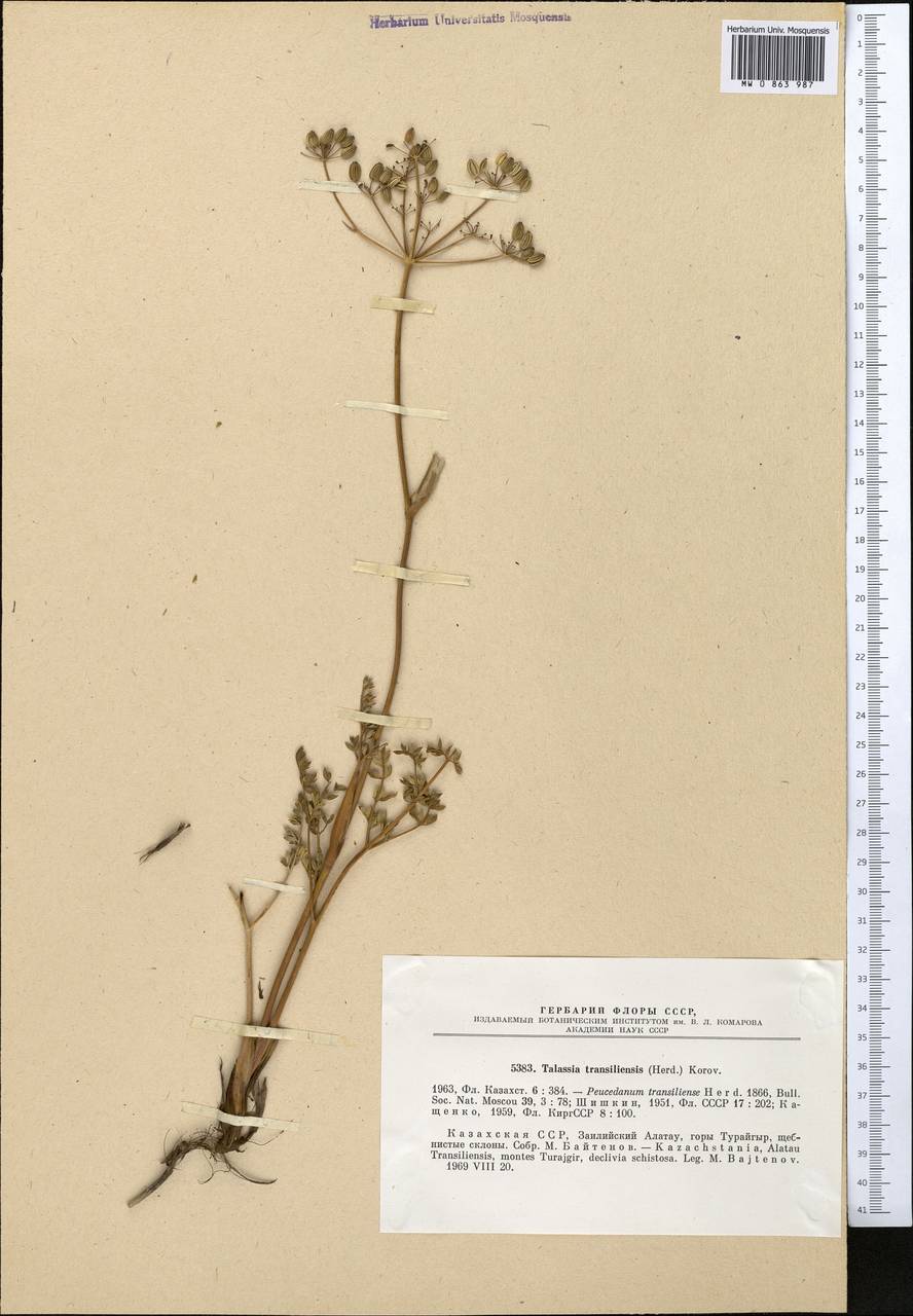 Ferula transiliensis (Herder) Pimenov, Middle Asia, Northern & Central Tian Shan (M4) (Kazakhstan)