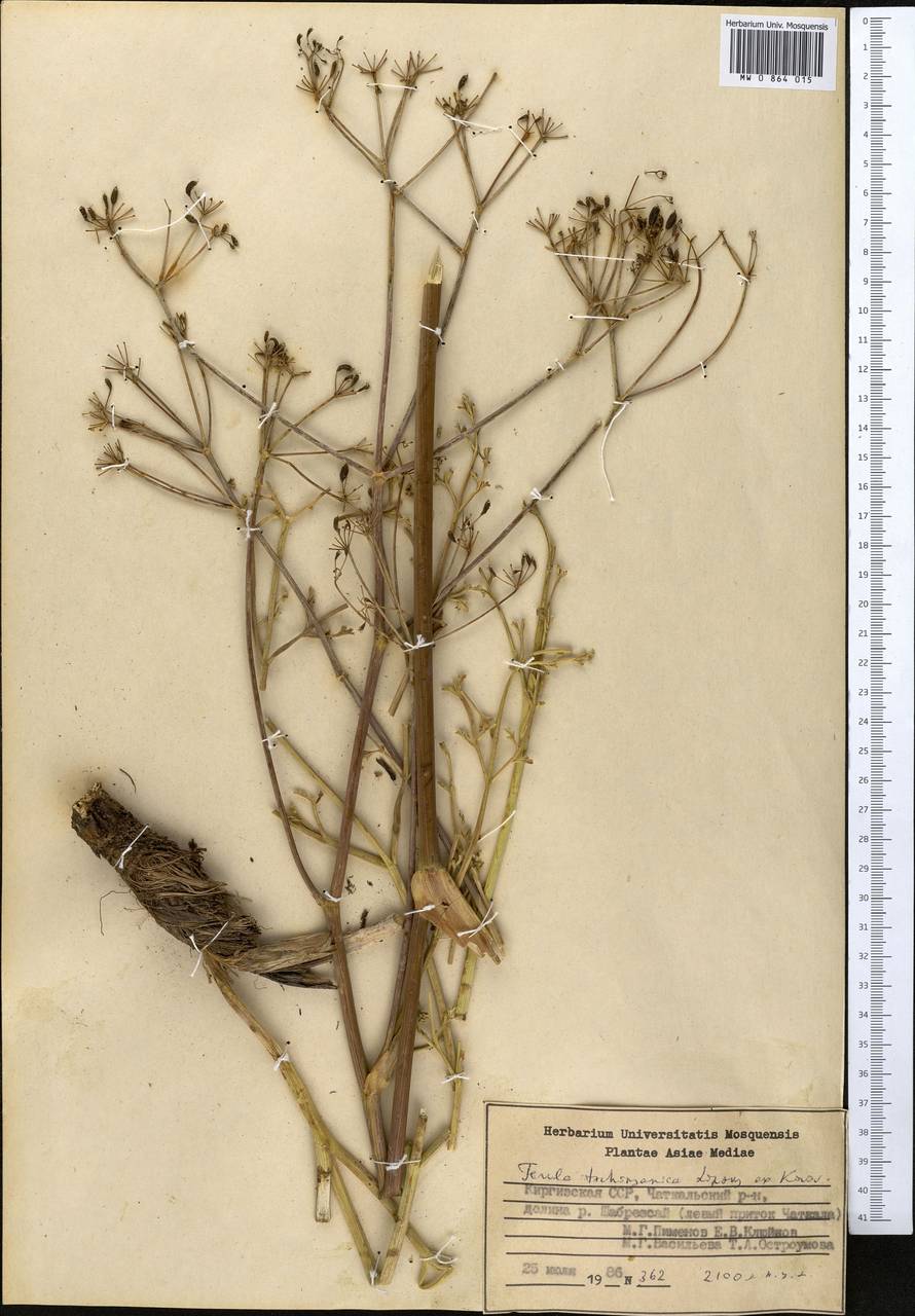 Ferula tschimganica Lipsky ex Korovin, Middle Asia, Western Tian Shan & Karatau (M3) (Kyrgyzstan)