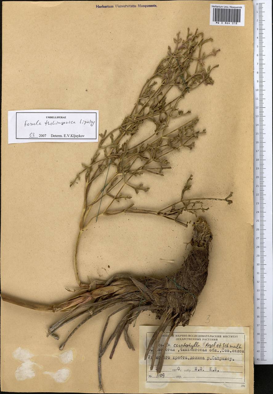 Ferula tschimganica Lipsky ex Korovin, Middle Asia, Western Tian Shan & Karatau (M3) (Kazakhstan)