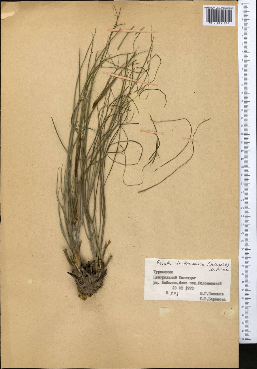 Leutea turcomanica (Schischk.) V. M. Vinogr., Middle Asia, Kopet Dag, Badkhyz, Small & Great Balkhan (M1) (Turkmenistan)