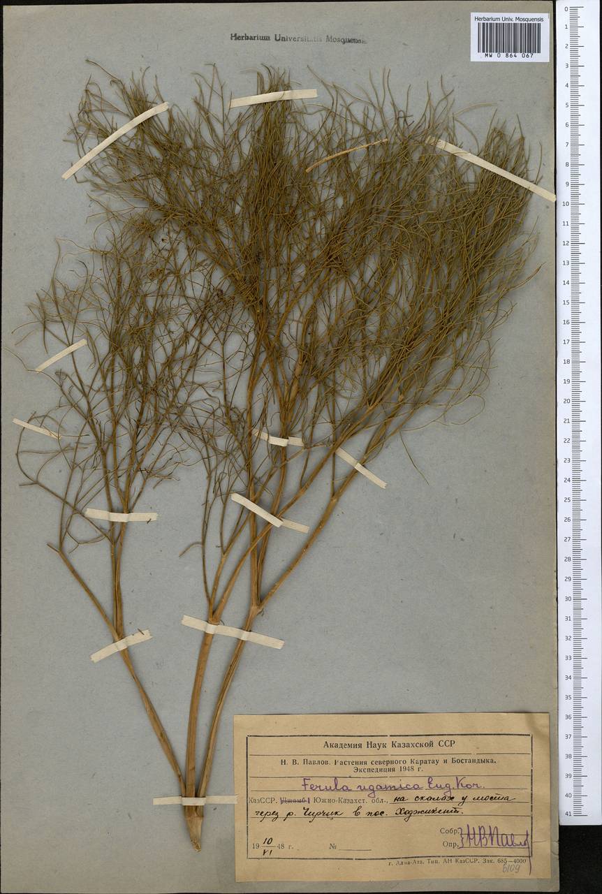 Ferula ugamica Korovin, Middle Asia, Western Tian Shan & Karatau (M3) (Uzbekistan)