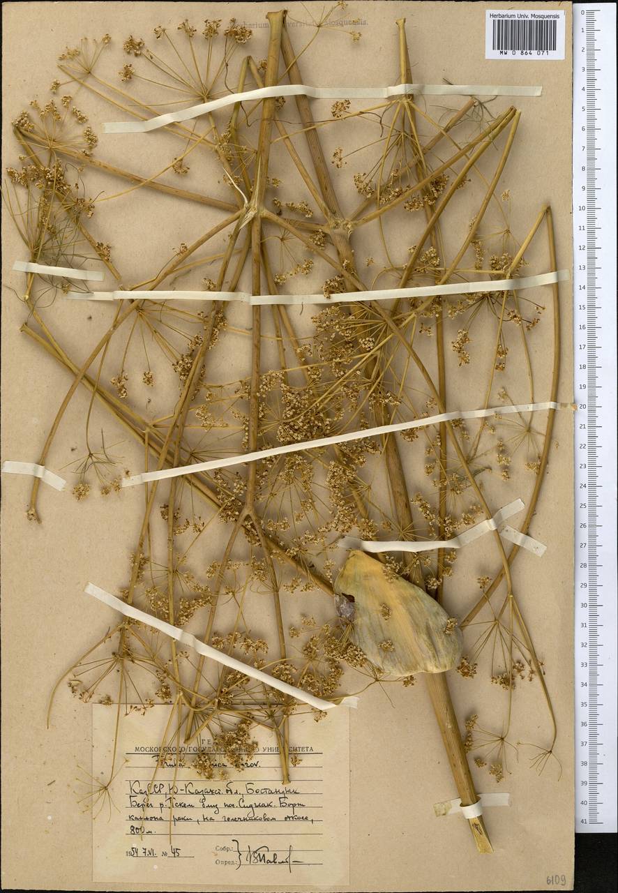 Ferula ugamica Korovin, Middle Asia, Western Tian Shan & Karatau (M3) (Uzbekistan)