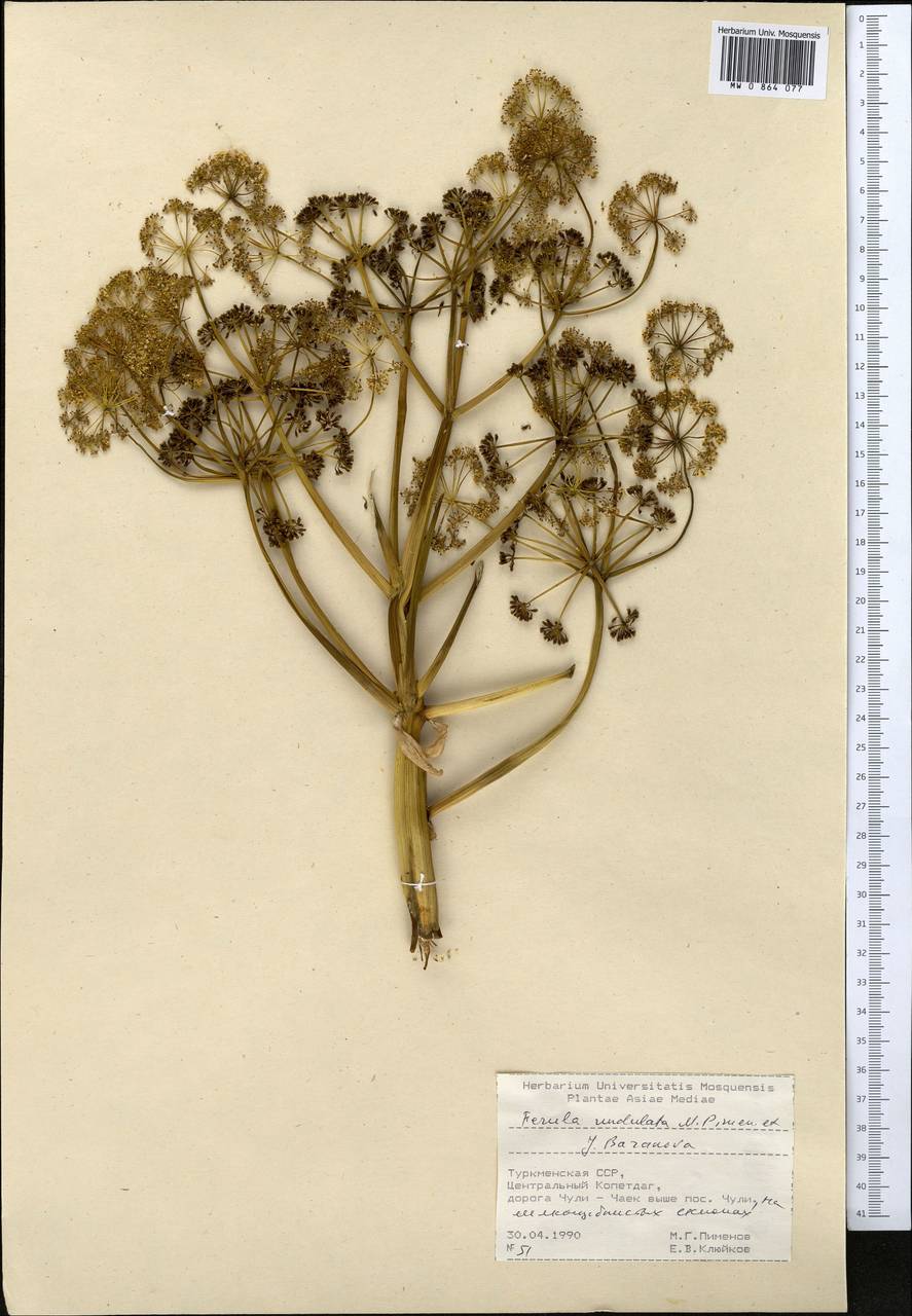 Ferula undulata Pimenov & J. V. Baranova, Middle Asia, Kopet Dag, Badkhyz, Small & Great Balkhan (M1) (Turkmenistan)