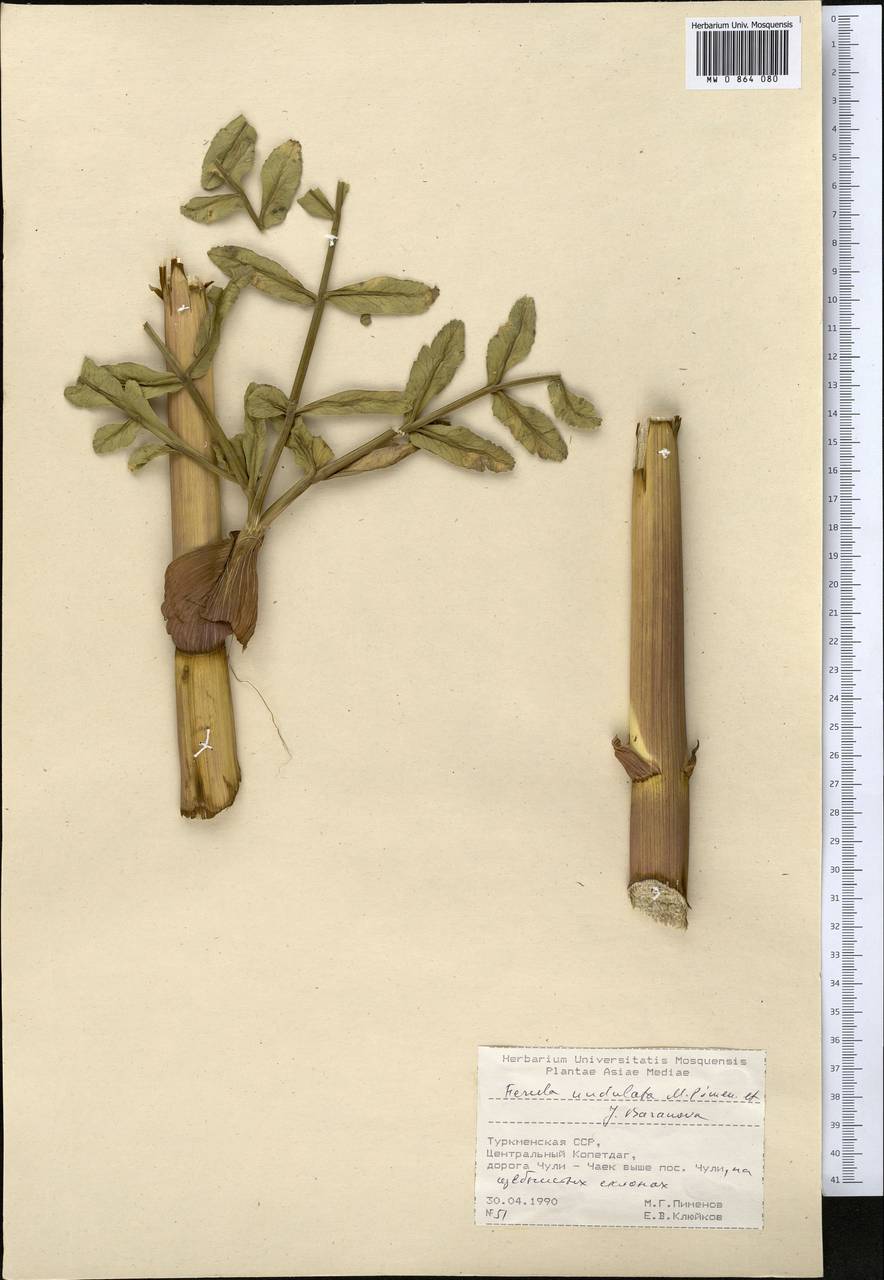 Ferula undulata Pimenov & J. V. Baranova, Middle Asia, Kopet Dag, Badkhyz, Small & Great Balkhan (M1) (Turkmenistan)