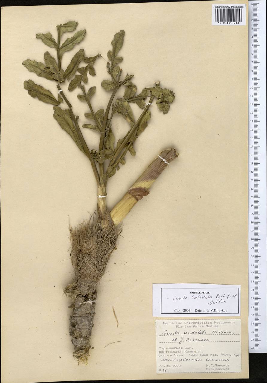 Ferula latisecta Rech.fil. & Aellen, Middle Asia, Kopet Dag, Badkhyz, Small & Great Balkhan (M1) (Turkmenistan)