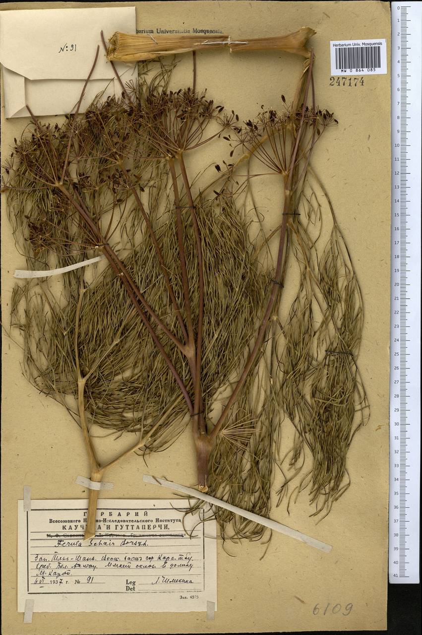 Ferula varia (Schrenk) Trautv., Middle Asia, Western Tian Shan & Karatau (M3) (Kazakhstan)