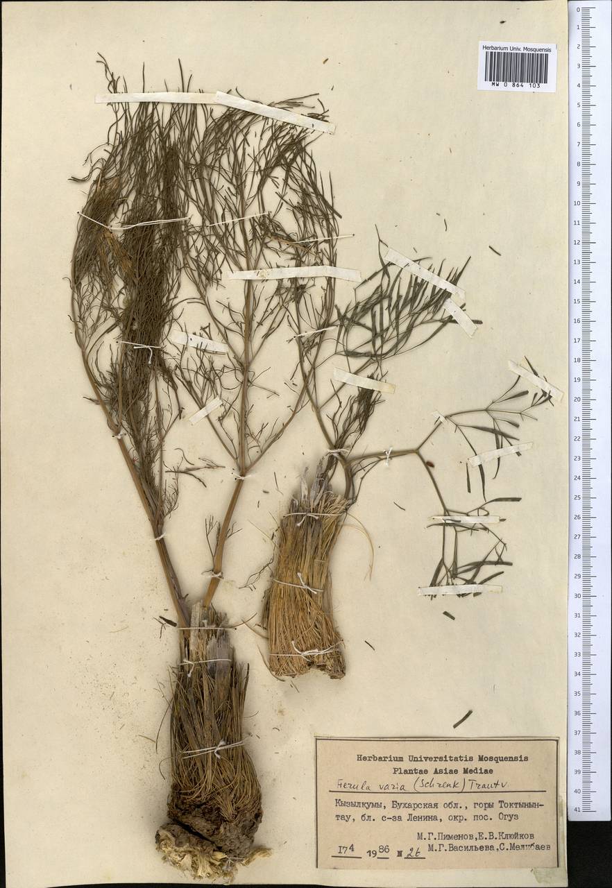 Ferula varia (Schrenk) Trautv., Middle Asia, Syr-Darian deserts & Kyzylkum (M7) (Uzbekistan)