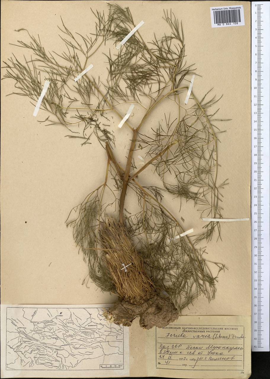 Ferula varia (Schrenk) Trautv., Middle Asia, Muyunkumy, Balkhash & Betpak-Dala (M9) (Kazakhstan)