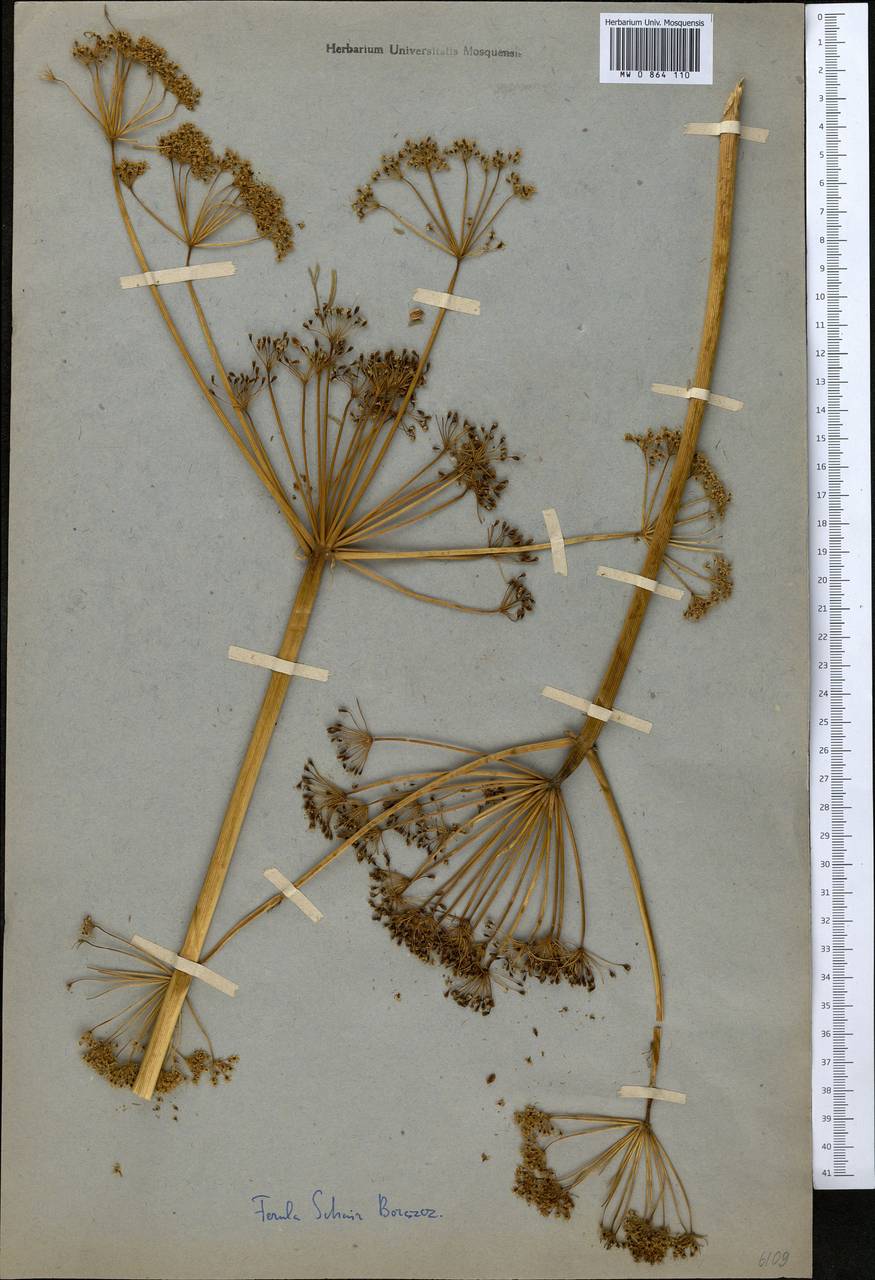 Ferula varia (Schrenk) Trautv., Middle Asia, Muyunkumy, Balkhash & Betpak-Dala (M9) (Kazakhstan)