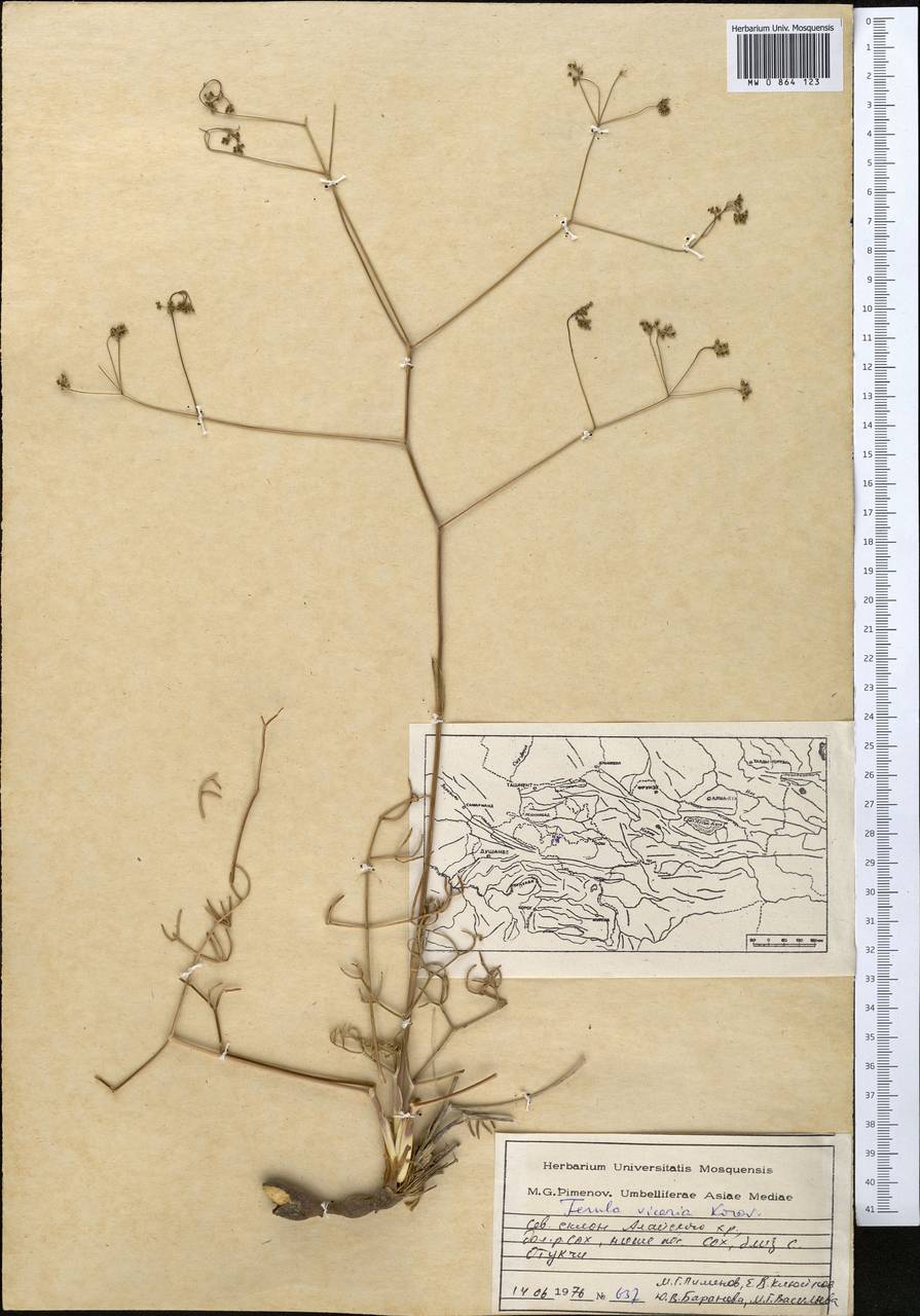 Ferula vicaria Korovin, Middle Asia, Pamir & Pamiro-Alai (M2) (Tajikistan)