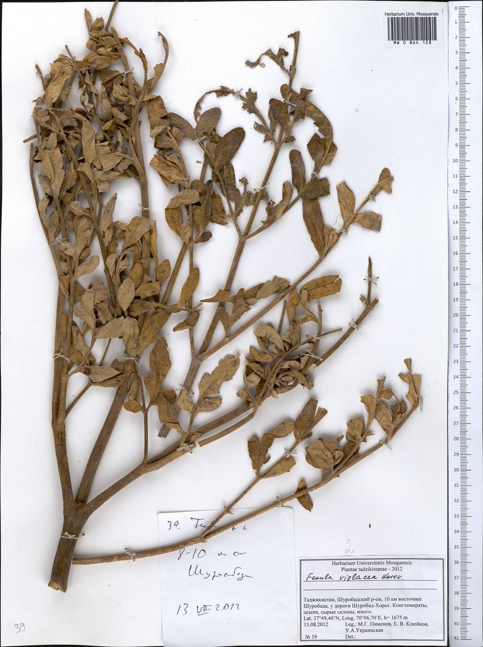 Ferula violacea Korovin, Middle Asia, Pamir & Pamiro-Alai (M2) (Tajikistan)