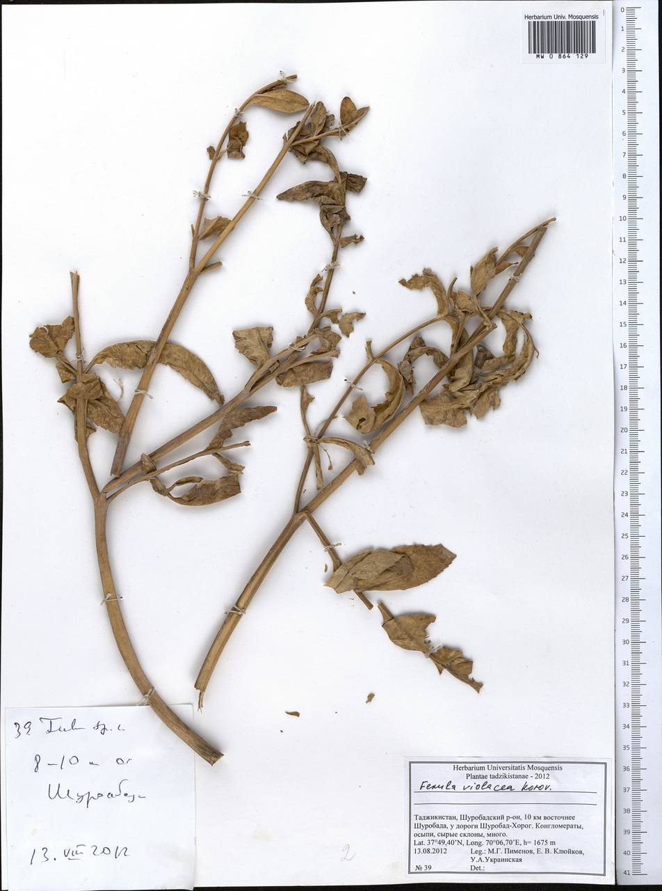 Ferula violacea Korovin, Middle Asia, Pamir & Pamiro-Alai (M2) (Tajikistan)