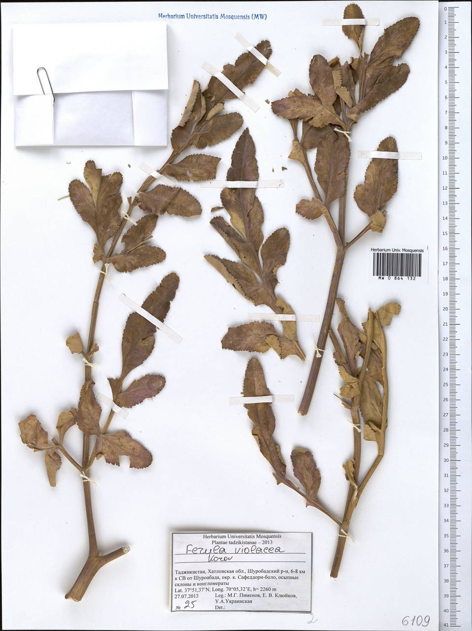 Ferula violacea Korovin, Middle Asia, Pamir & Pamiro-Alai (M2) (Tajikistan)