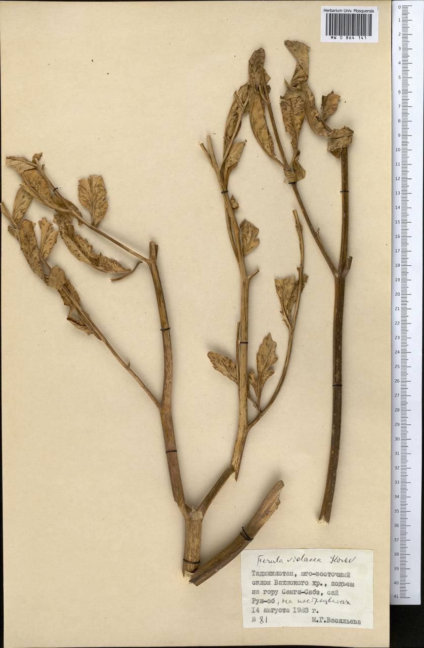 Ferula violacea Korovin, Middle Asia, Pamir & Pamiro-Alai (M2) (Tajikistan)