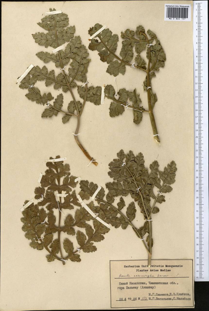 Ferula xeromorpha Korovin, Middle Asia, Syr-Darian deserts & Kyzylkum (M7) (Kazakhstan)