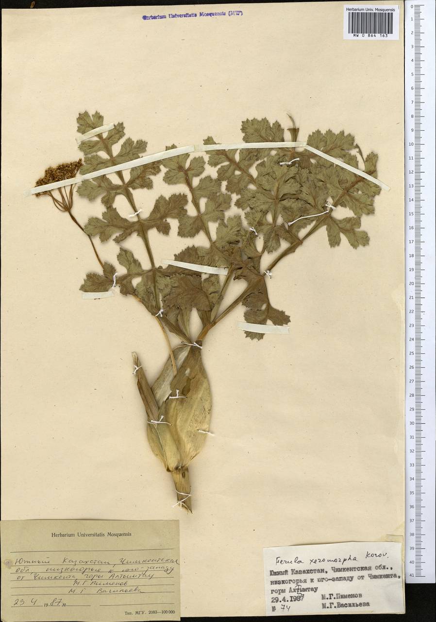 Ferula xeromorpha Korovin, Middle Asia, Western Tian Shan & Karatau (M3) (Kazakhstan)