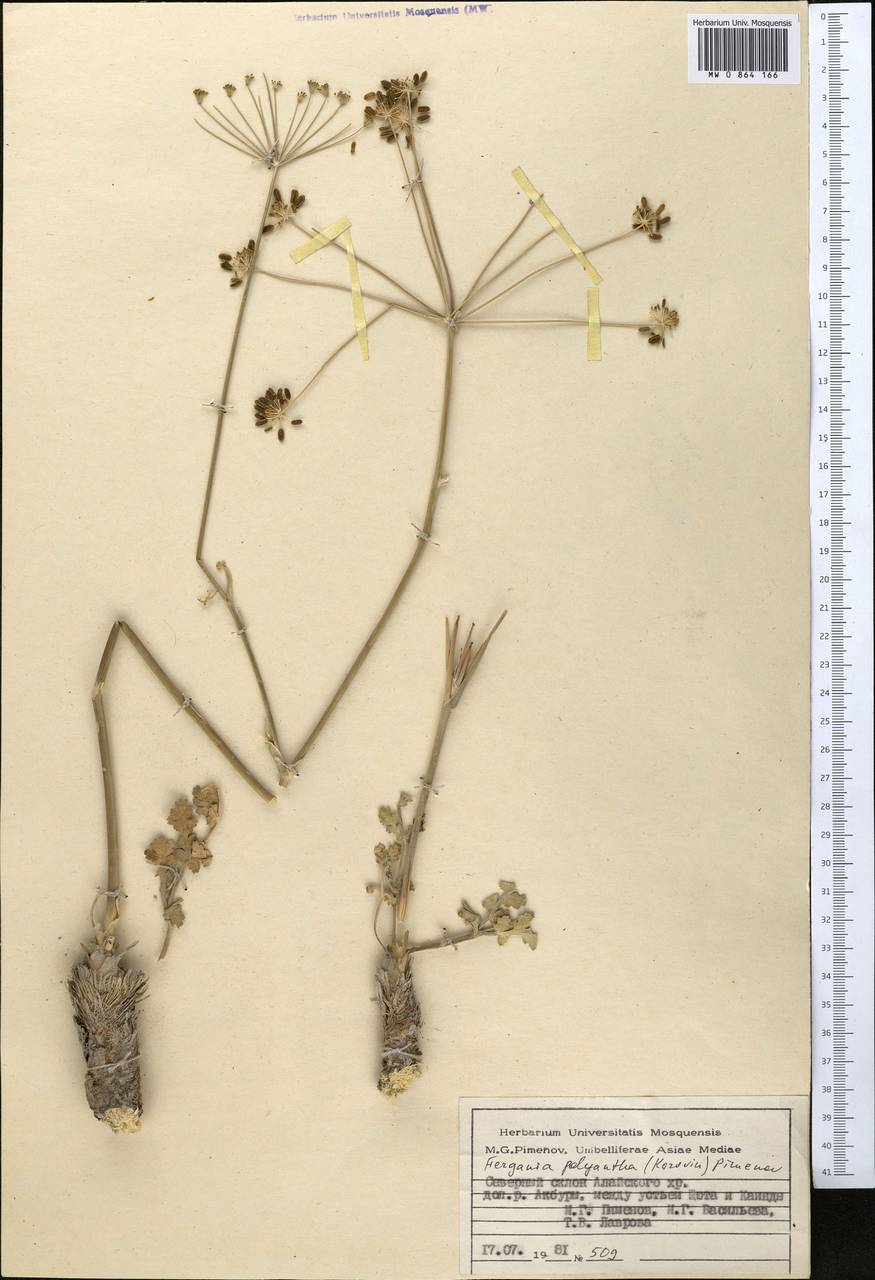 Fergania polyantha (Korov.) M.G. Pimenov, Middle Asia, Pamir & Pamiro-Alai (M2) (Kyrgyzstan)