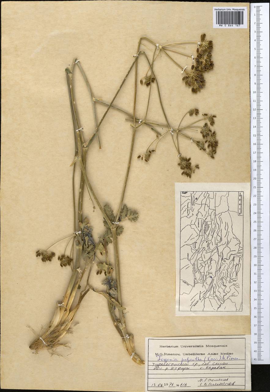 Fergania polyantha (Korov.) M.G. Pimenov, Middle Asia, Pamir & Pamiro-Alai (M2) (Kyrgyzstan)