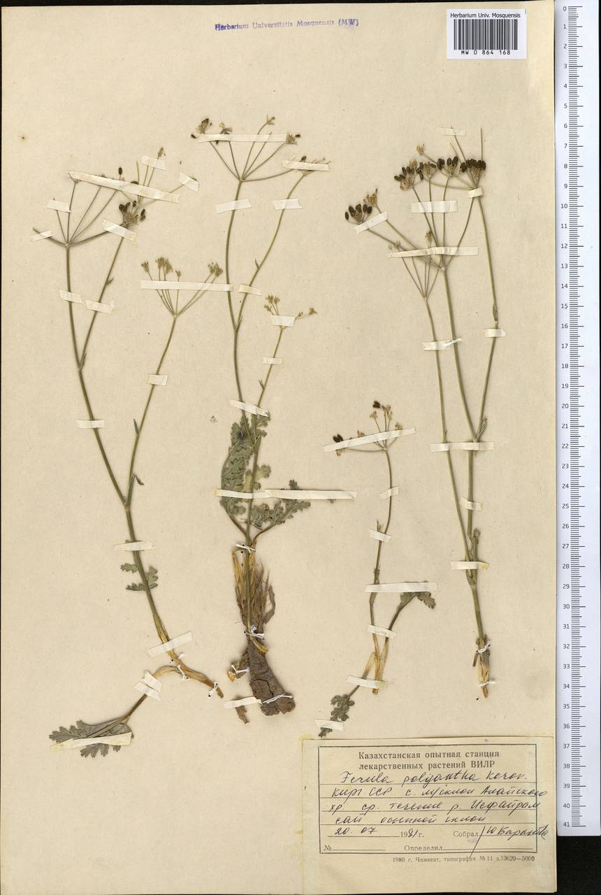 Fergania polyantha (Korov.) M.G. Pimenov, Middle Asia, Pamir & Pamiro-Alai (M2) (Kyrgyzstan)