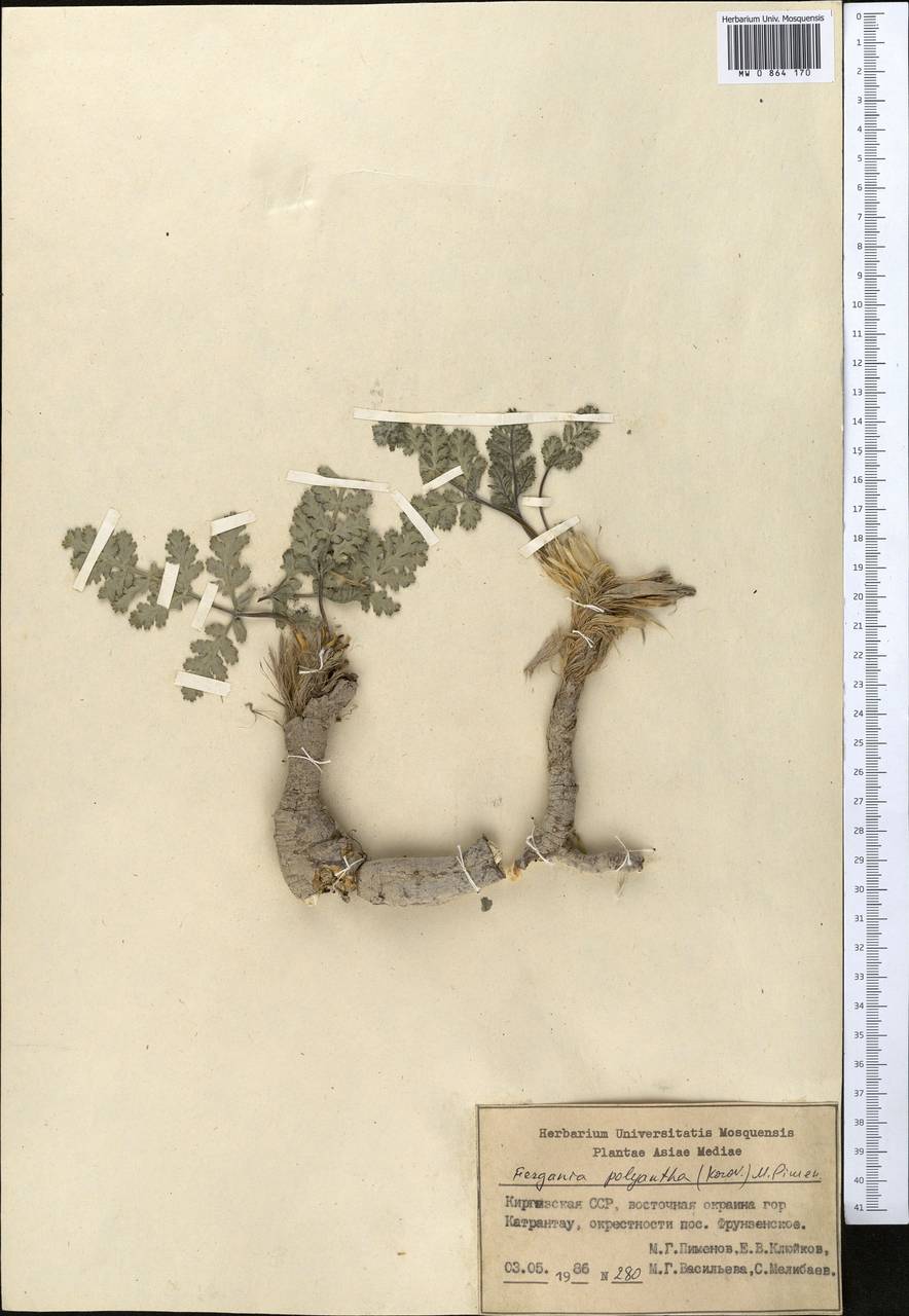 Fergania polyantha (Korov.) M.G. Pimenov, Middle Asia, Pamir & Pamiro-Alai (M2) (Kyrgyzstan)