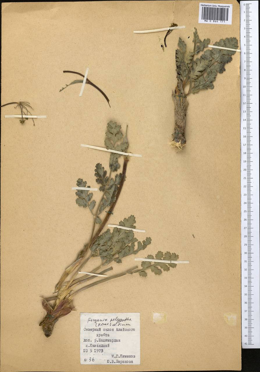 Fergania polyantha (Korov.) M.G. Pimenov, Middle Asia, Pamir & Pamiro-Alai (M2) (Kyrgyzstan)