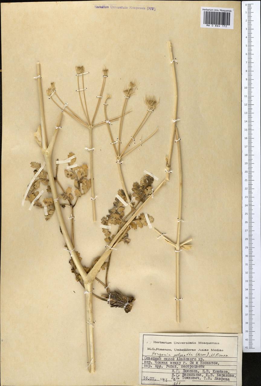 Fergania polyantha (Korov.) M.G. Pimenov, Middle Asia, Pamir & Pamiro-Alai (M2) (Kyrgyzstan)