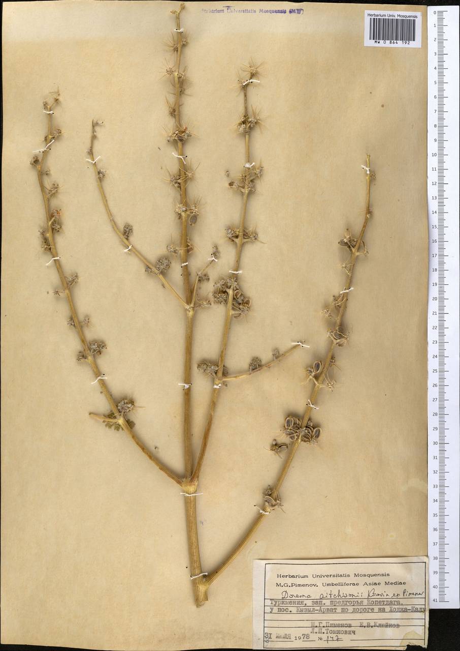 Ferula michaelii M. Panahi, Piwczyñski, Puchalka & Spalik, Middle Asia, Kopet Dag, Badkhyz, Small & Great Balkhan (M1) (Turkmenistan)