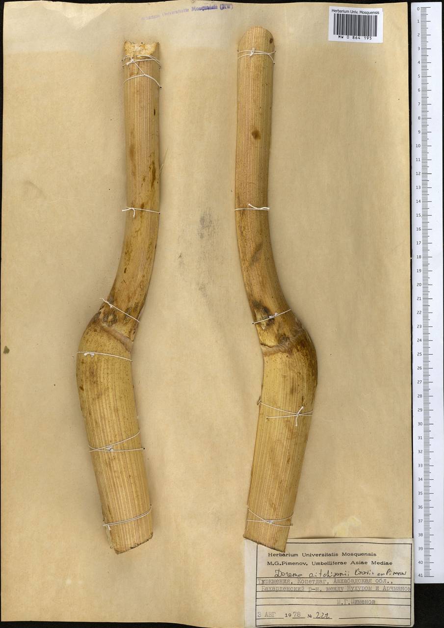 Ferula michaelii M. Panahi, Piwczyñski, Puchalka & Spalik, Middle Asia, Kopet Dag, Badkhyz, Small & Great Balkhan (M1) (Turkmenistan)