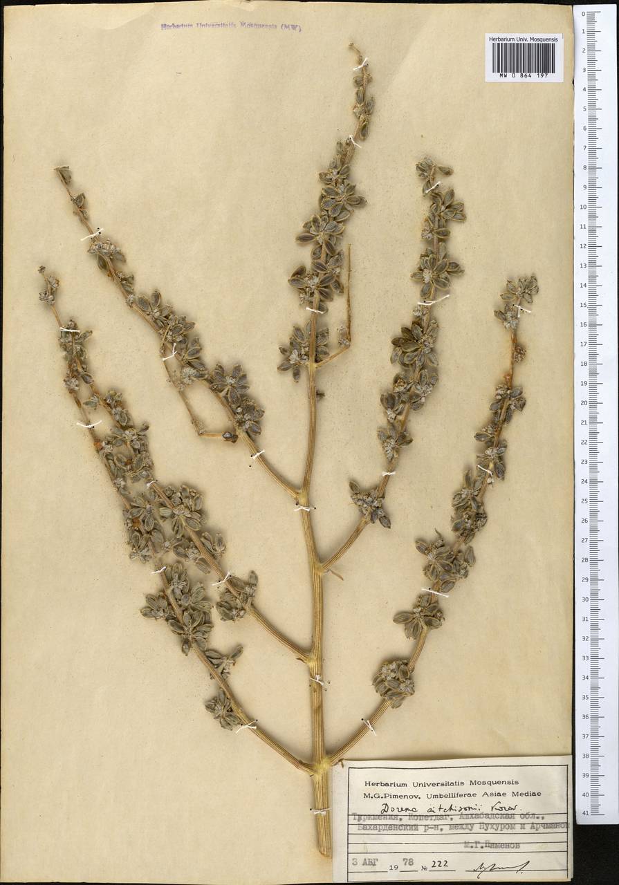 Ferula michaelii M.Panahi, Piwczyñski, Puchałka & Spalik, Middle Asia, Kopet Dag, Badkhyz, Small & Great Balkhan (M1) (Turkmenistan)