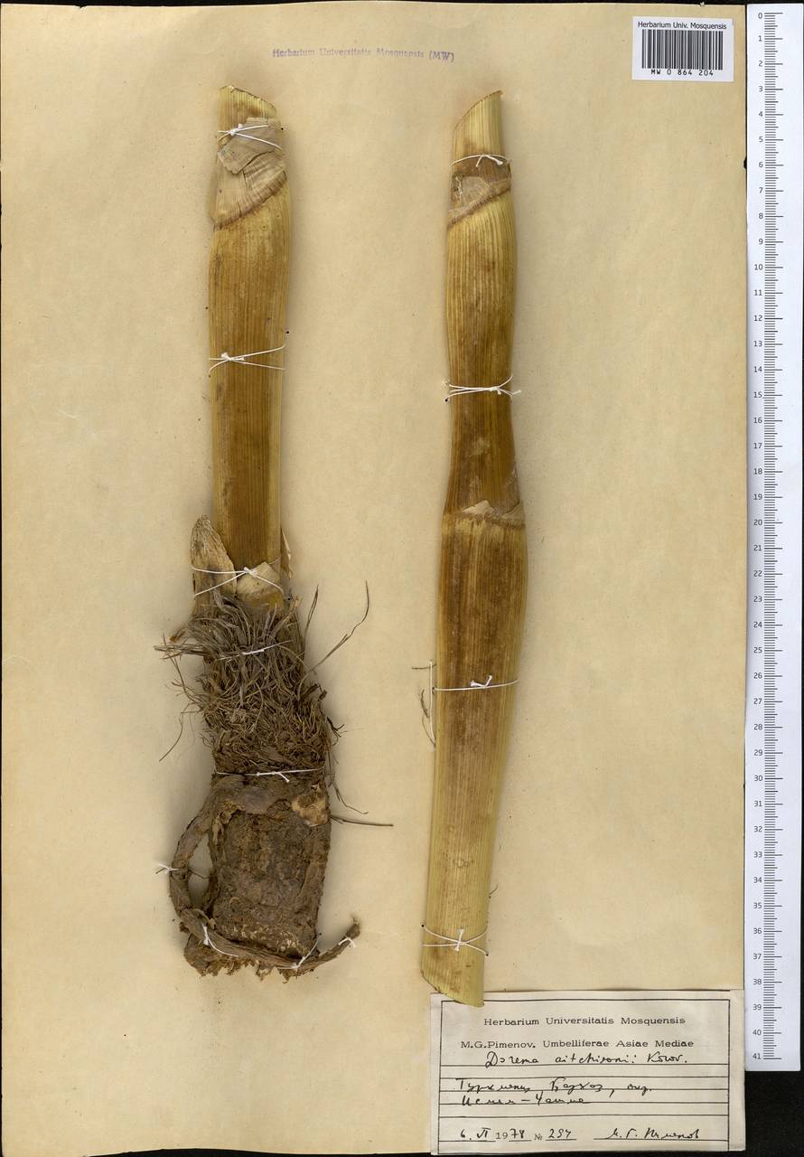 Ferula michaelii M.Panahi, Piwczyñski, Puchałka & Spalik, Middle Asia, Kopet Dag, Badkhyz, Small & Great Balkhan (M1) (Turkmenistan)