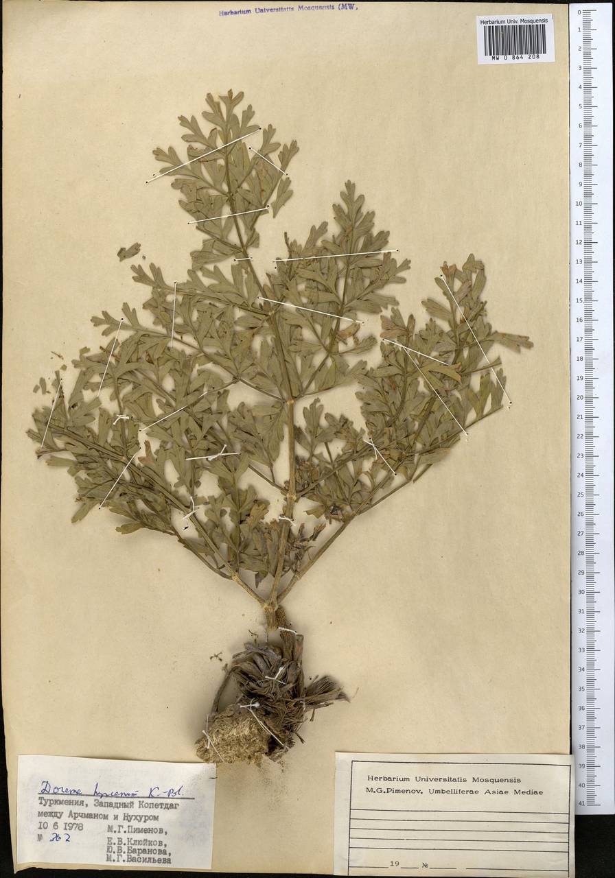 Ferula hyrcana (Koso-Pol.) Puchałka, Spalik, Panahi & Piwczyñski, Middle Asia, Kopet Dag, Badkhyz, Small & Great Balkhan (M1) (Turkmenistan)