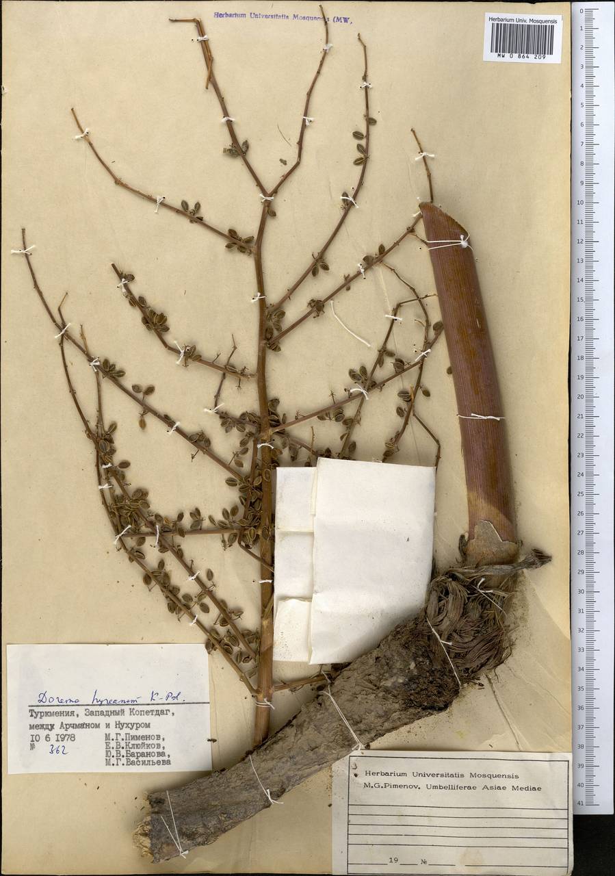 Ferula hyrcana (Koso-Pol.) Puchalka, Spalik, Panahi & Piwczyñski, Middle Asia, Kopet Dag, Badkhyz, Small & Great Balkhan (M1) (Turkmenistan)