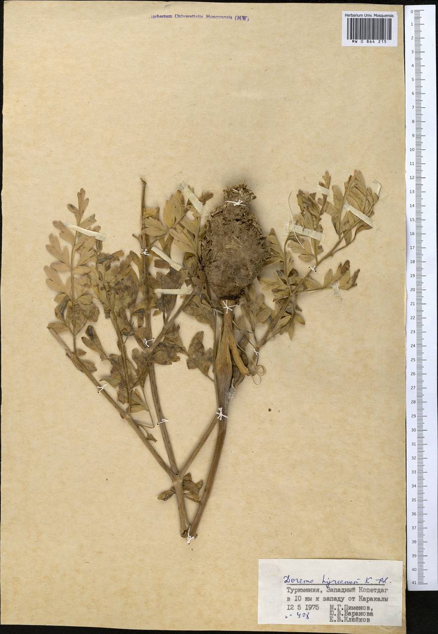 Ferula hyrcana (Koso-Pol.) Puchałka, Spalik, Panahi & Piwczyñski, Middle Asia, Kopet Dag, Badkhyz, Small & Great Balkhan (M1) (Turkmenistan)