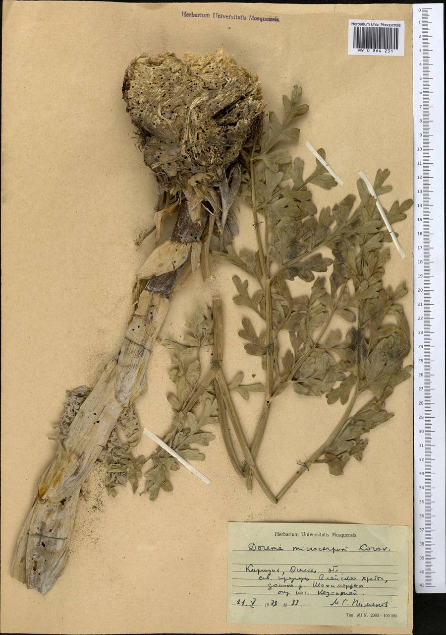 Ferula namanganica Sennikov, Middle Asia, Pamir & Pamiro-Alai (M2) (Kyrgyzstan)