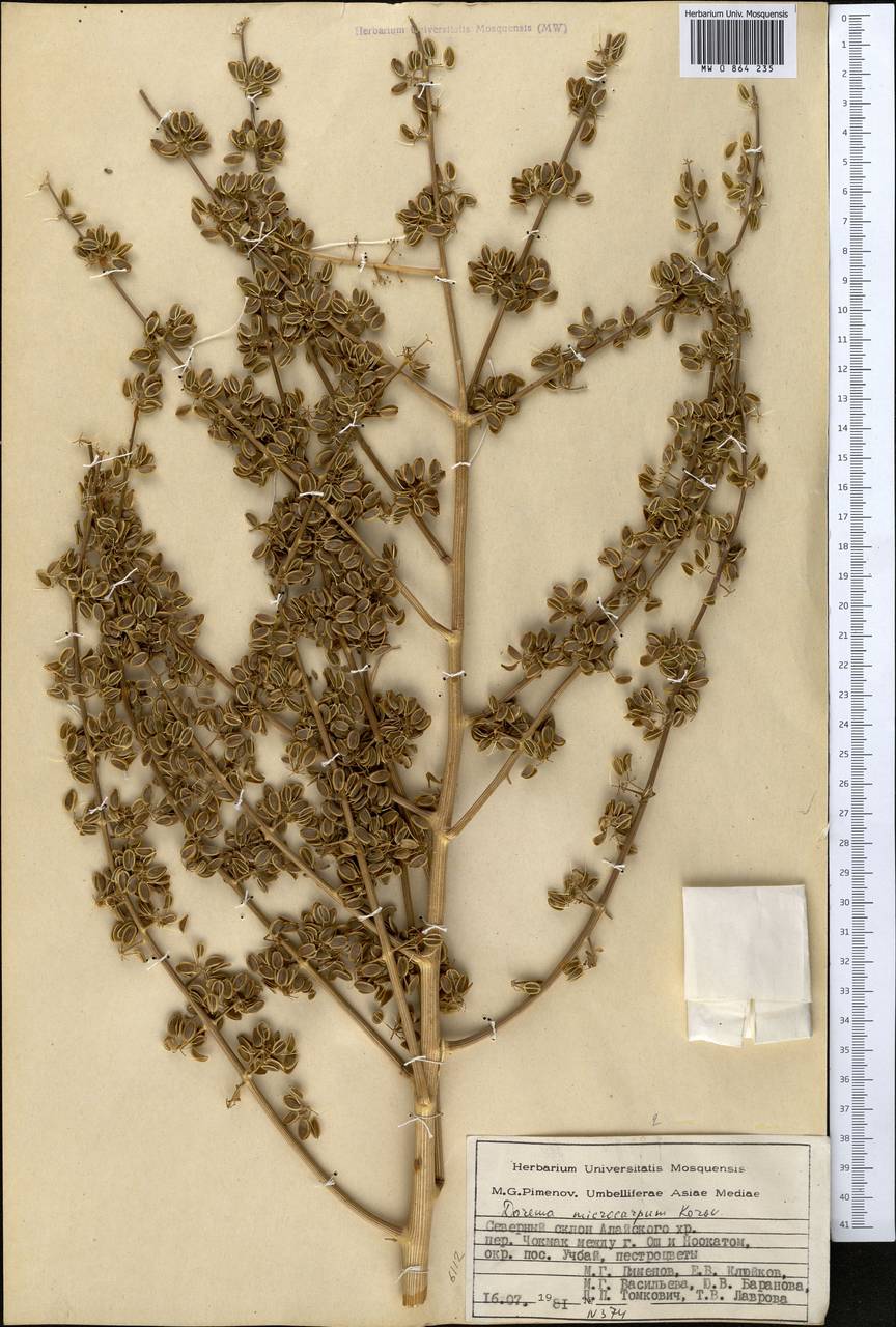 Ferula namanganica Sennikov, Middle Asia, Pamir & Pamiro-Alai (M2) (Kyrgyzstan)