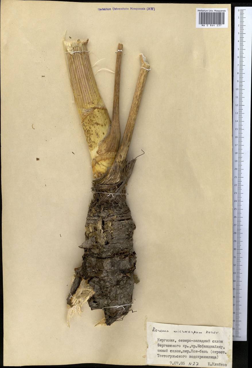 Ferula namanganica Sennikov, Middle Asia, Western Tian Shan & Karatau (M3) (Kyrgyzstan)