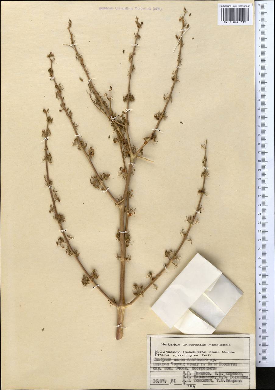 Ferula namanganica Sennikov, Middle Asia, Pamir & Pamiro-Alai (M2) (Kyrgyzstan)