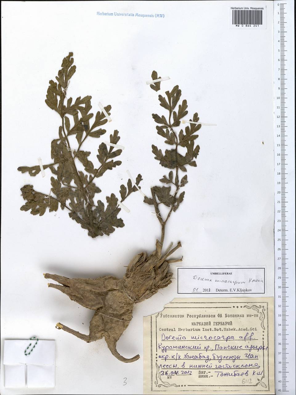 Ferula microcarpum (Korovin), Middle Asia, Western Tian Shan & Karatau (M3) (Tajikistan)