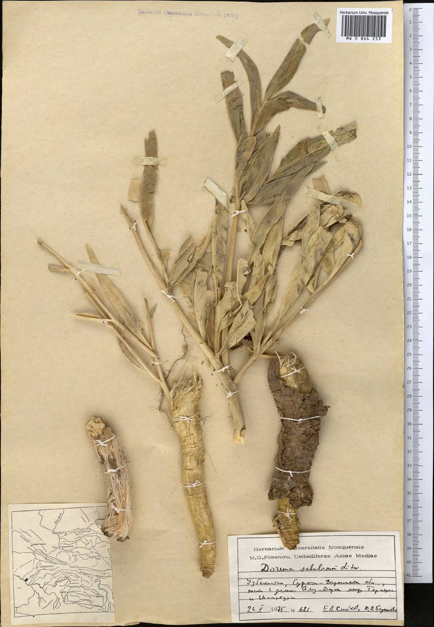 Ferula sabulosum (Litv.), Middle Asia, Pamir & Pamiro-Alai (M2) (Uzbekistan)