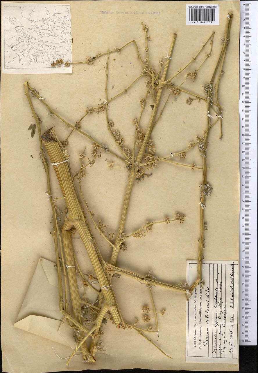 Ferula sabulosum (Litv.), Middle Asia, Syr-Darian deserts & Kyzylkum (M7) (Uzbekistan)