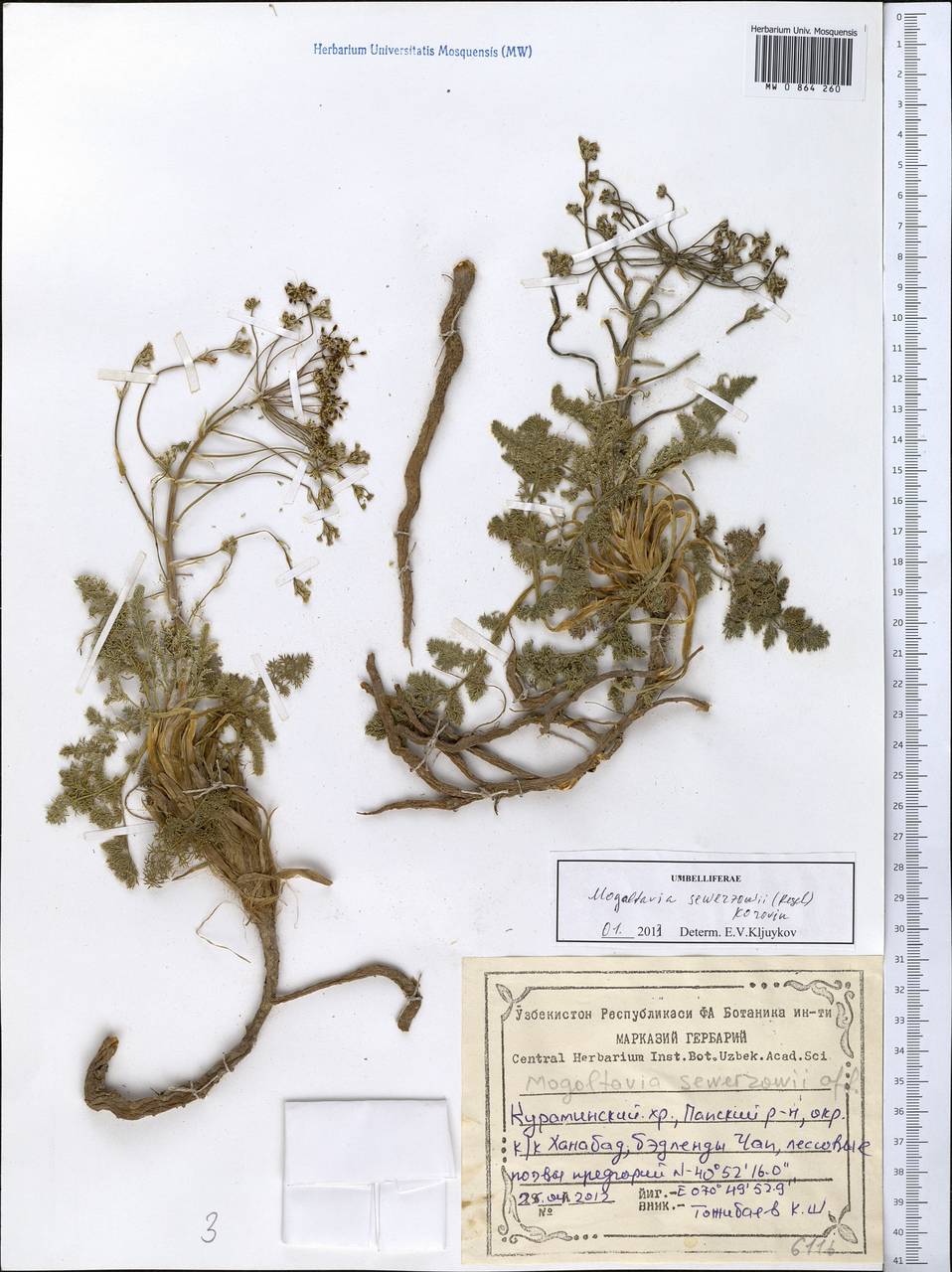 Mogoltavia sewerzowii (Regel) Korov., Middle Asia, Western Tian Shan & Karatau (M3) (Tajikistan)