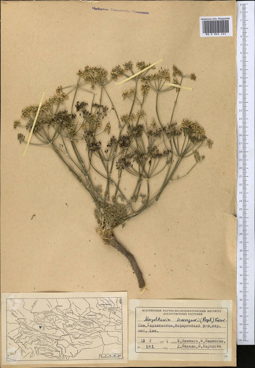 Mogoltavia sewerzowii (Regel) Korov., Middle Asia, Pamir & Pamiro-Alai (M2) (Tajikistan)