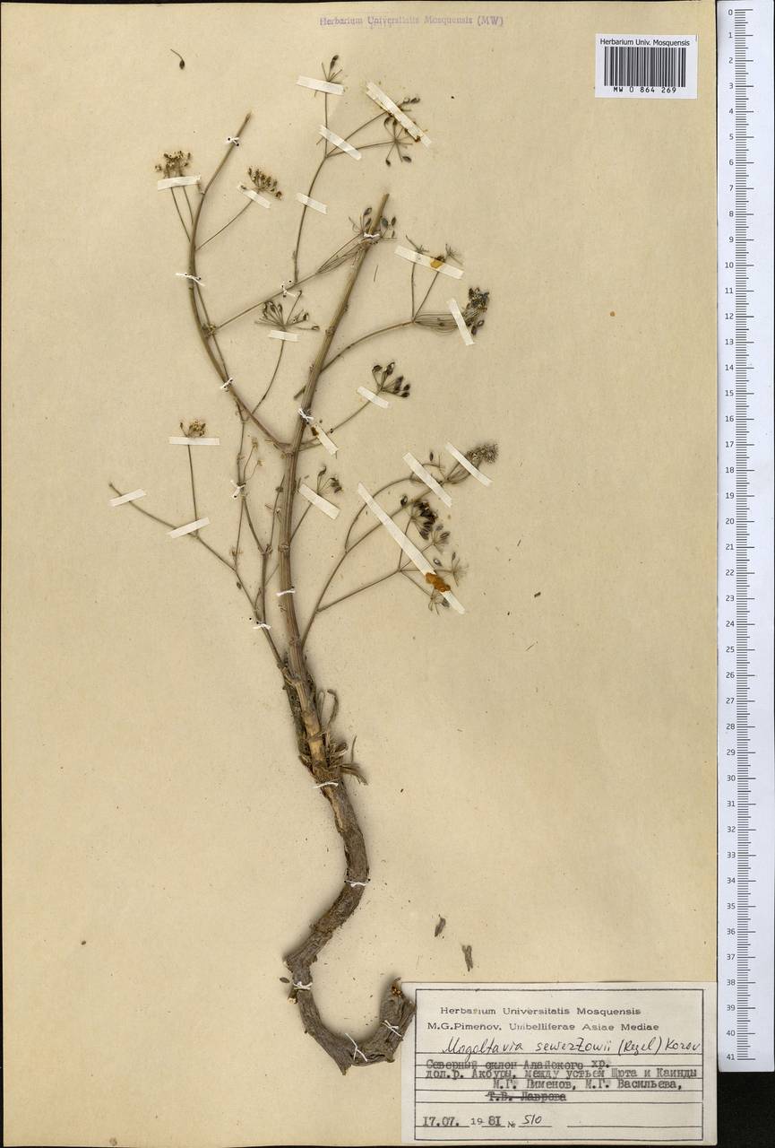 Mogoltavia sewerzowii (Regel) Korov., Middle Asia, Pamir & Pamiro-Alai (M2) (Kyrgyzstan)