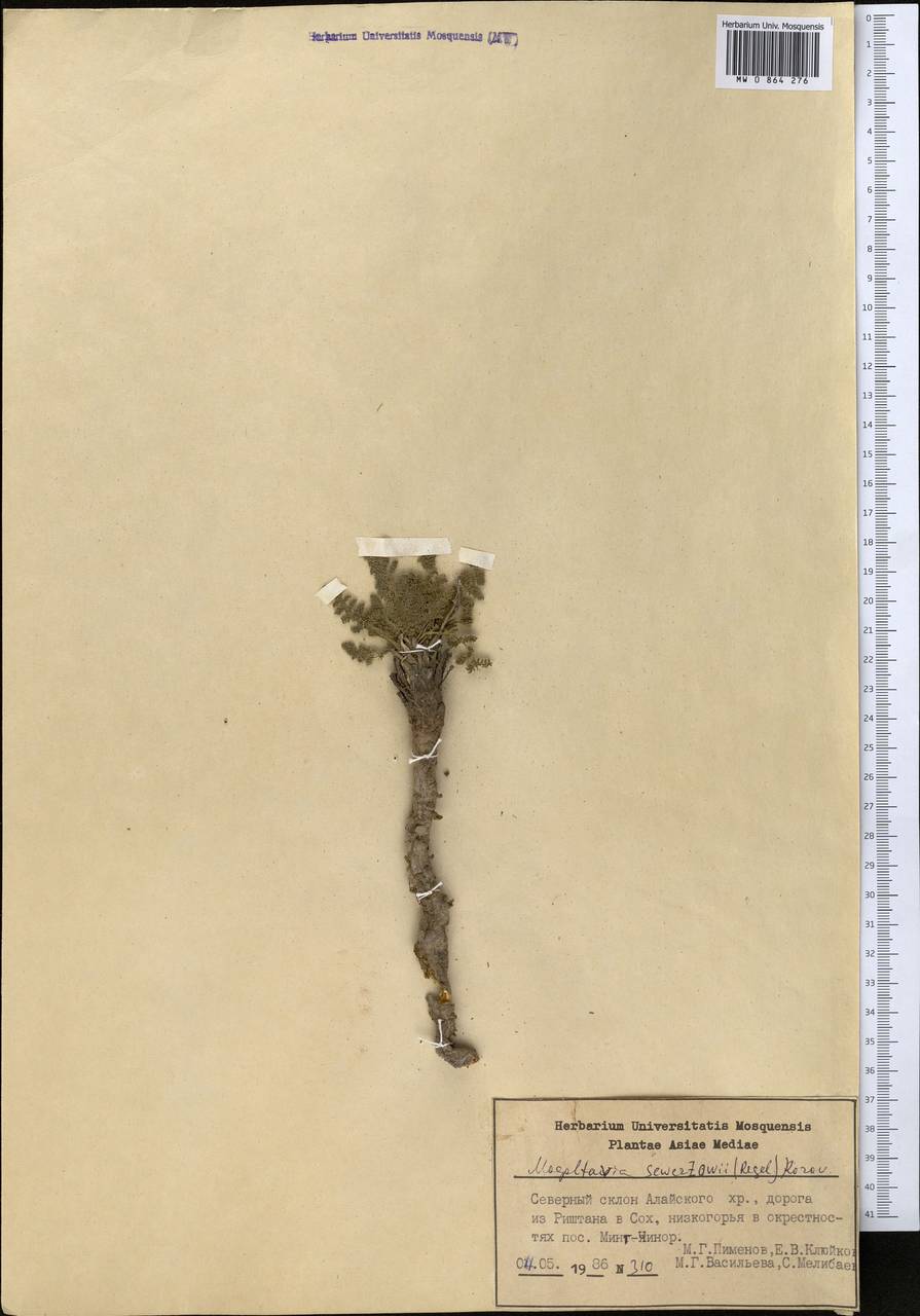 Mogoltavia sewerzowii (Regel) Korov., Middle Asia, Pamir & Pamiro-Alai (M2) (Kyrgyzstan)