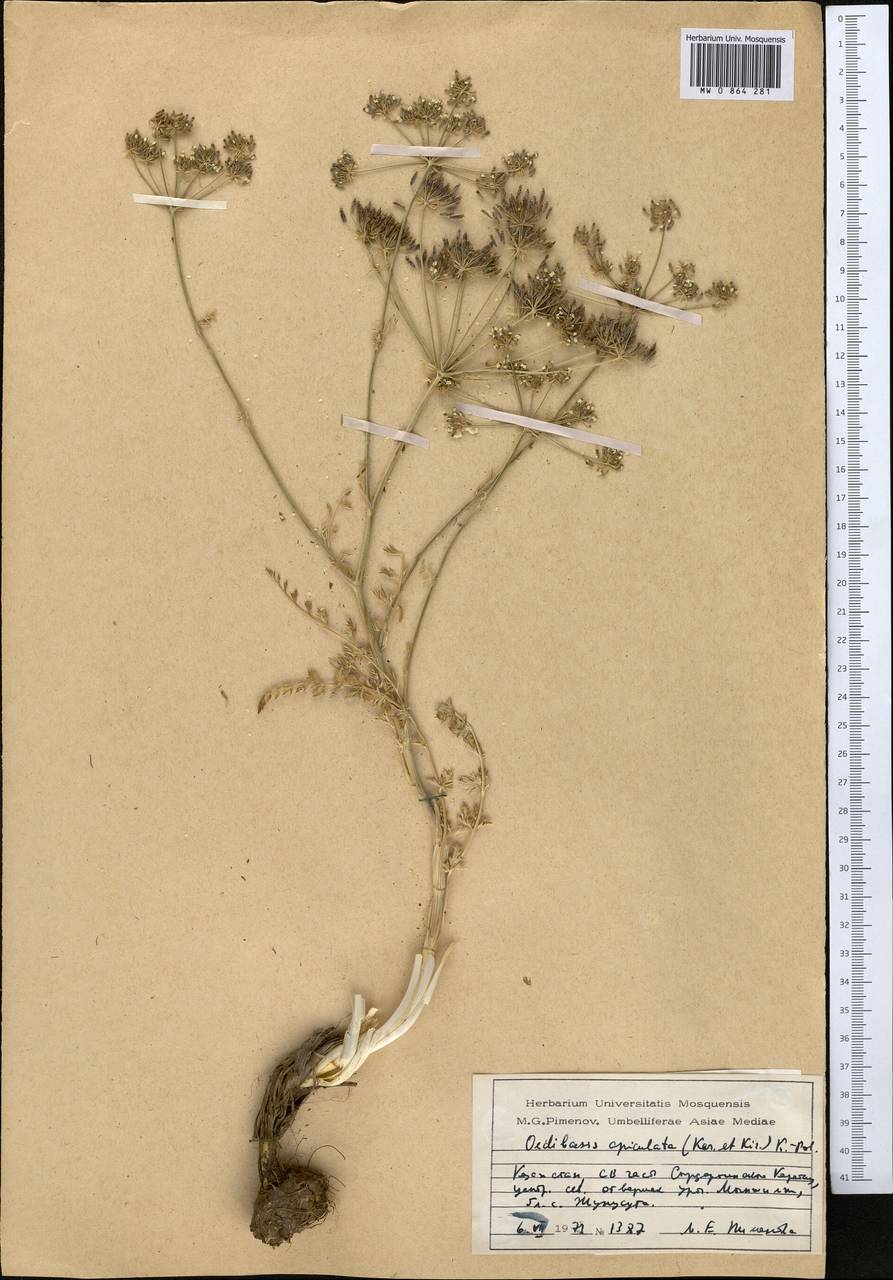 Oedibasis apiculata (Kar. & Kir.) Koso-Pol., Middle Asia, Western Tian Shan & Karatau (M3) (Kazakhstan)